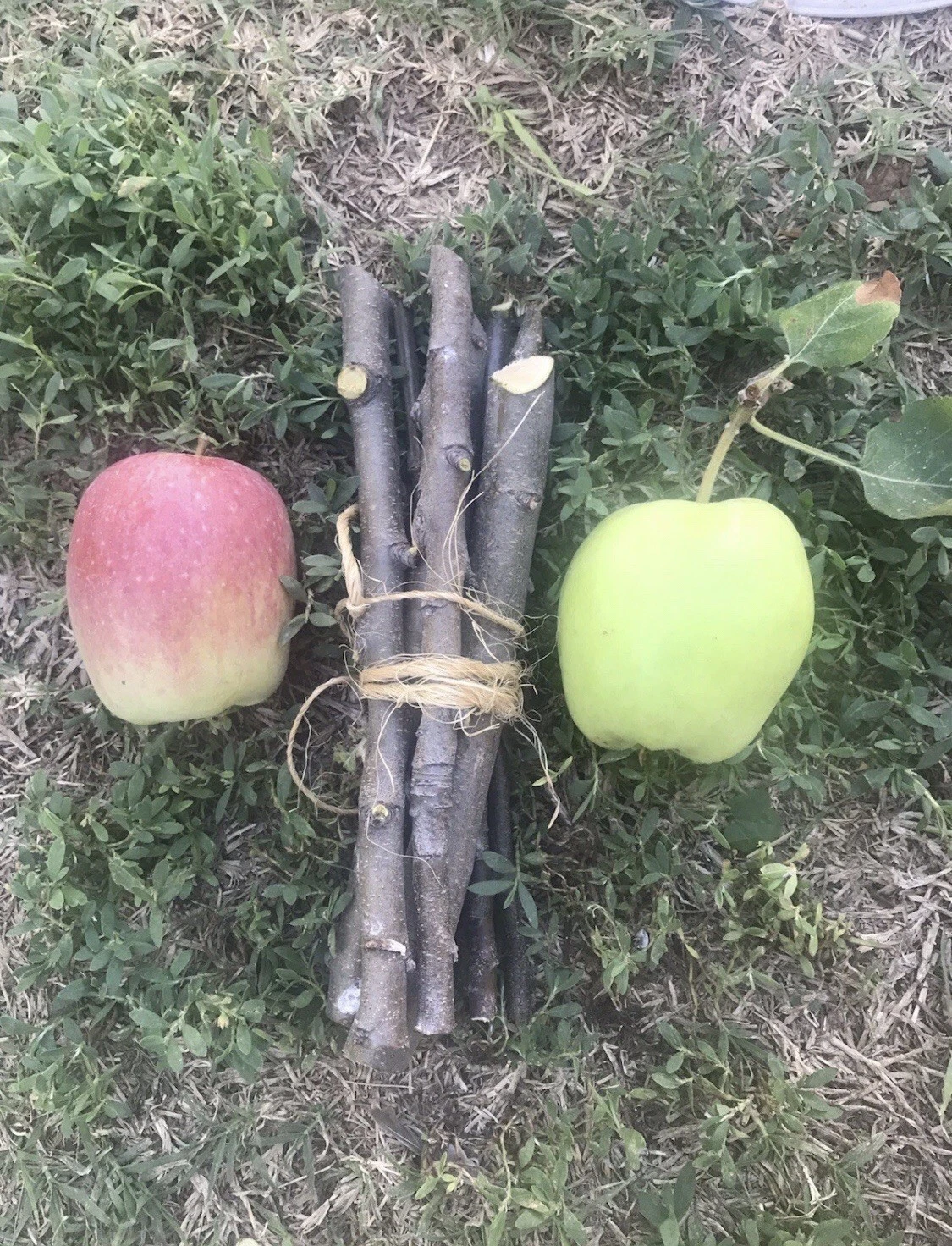 Apple Tree Cuttings Set of 3 Fresh Organic Unrooted Live Branches for Grafting or Propagation