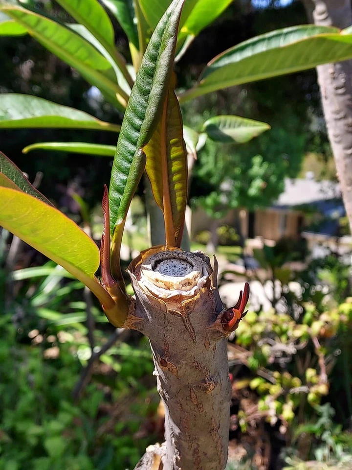 Musk Rainbow Plumeria Cutting Mid Section Unrooted Live Frangipani for Propagation