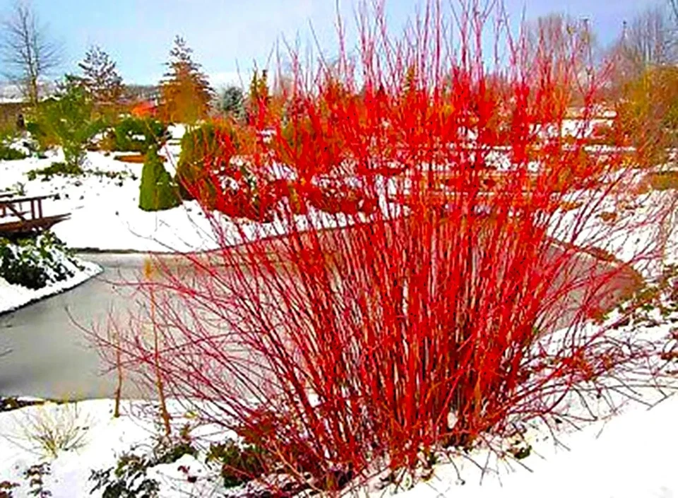 Dogwood Unrooted Cuttings – 3 Yellow Twig + 3 Red Osier Dogwood Cuttings, 7–10 Inch Shrub Cuttings