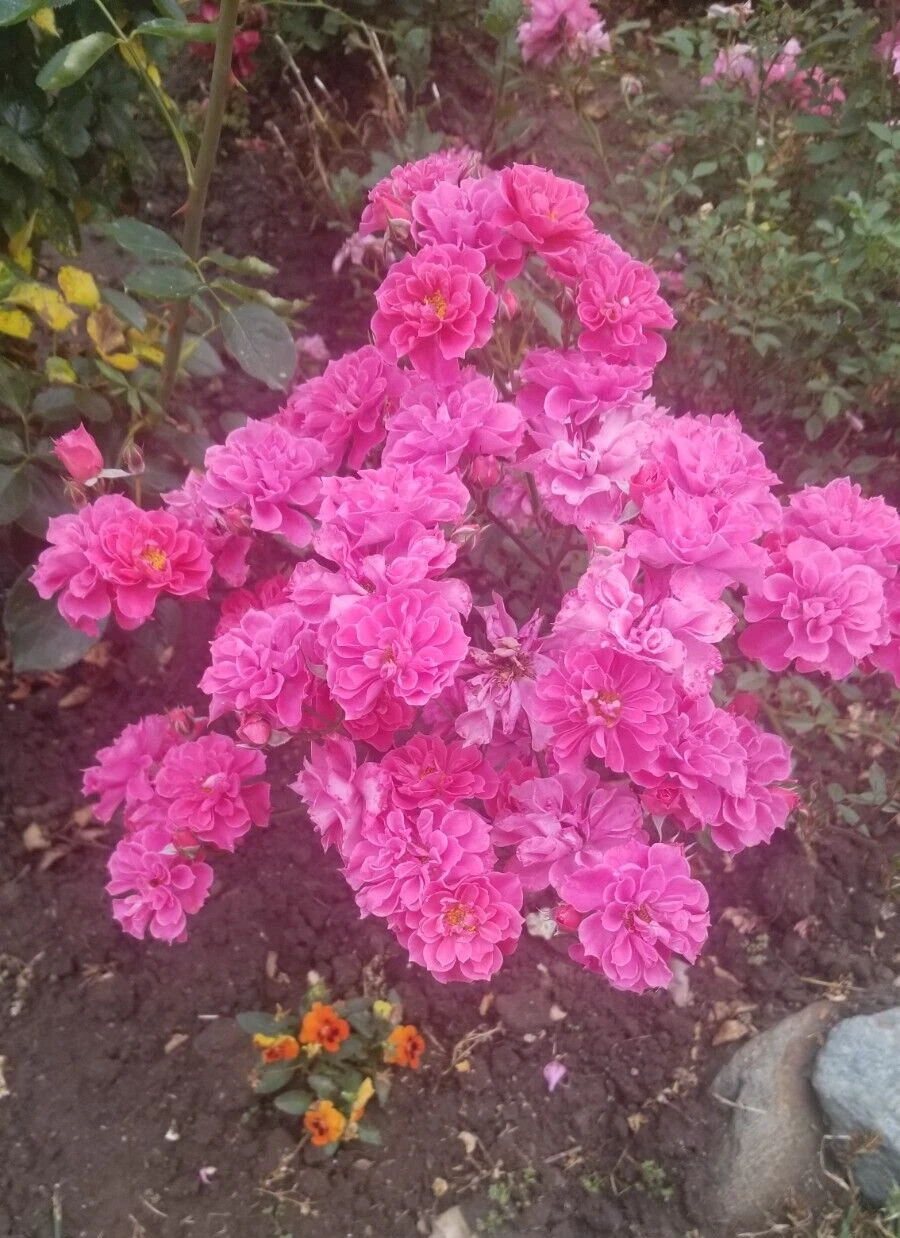 Deep Pink Miniature Rose Cuttings – 3 Fresh Unrooted Rose Cuttings for Rooting, Compact Flowering Rose