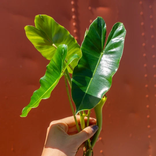 Burle Marx Philodendron Cutting with Air Roots and Multiple Nodes Indoor Outdoor Plant