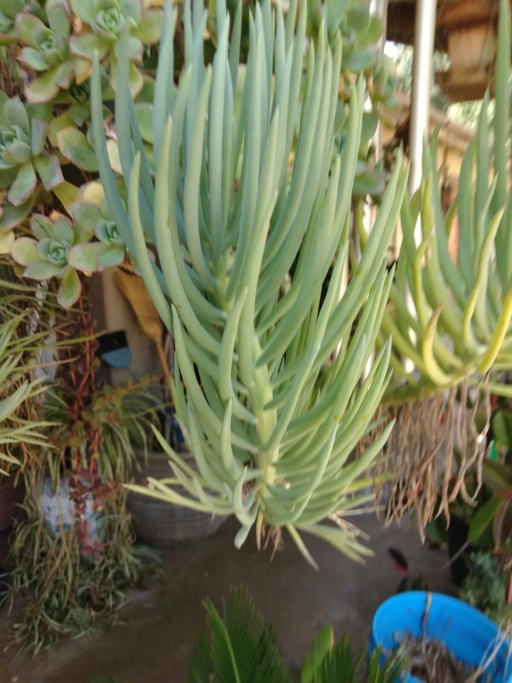 Blue Chalk Sticks Succulent Cuttings Set of 2 Senecio Mandraliscae Unrooted Live Plants