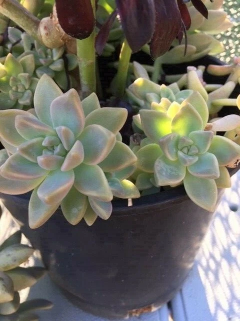 Graptopetalum Paraguayense Ghost Plant Cuttings Set of 6 Succulent Rosette Live Plant for Propagation