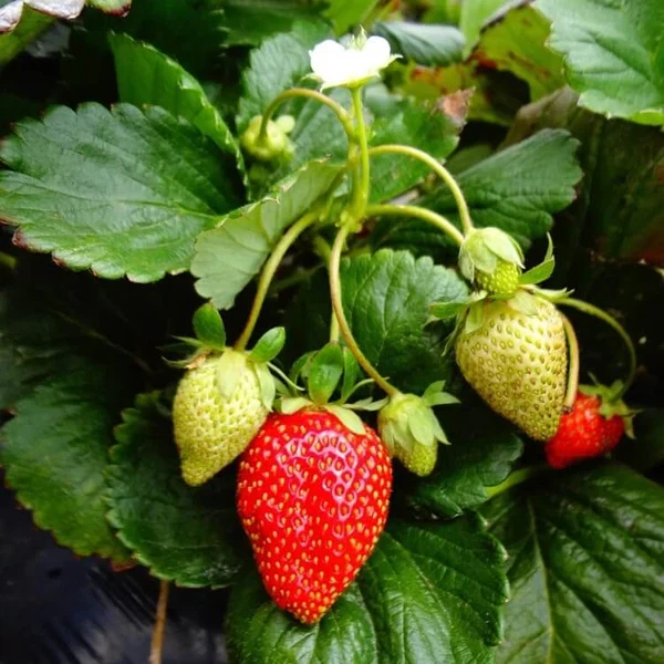 Fort Laramie Everbearing Strawberry Bare Roots – Set of 5 Live Fragaria Plants for Home Garden Planting