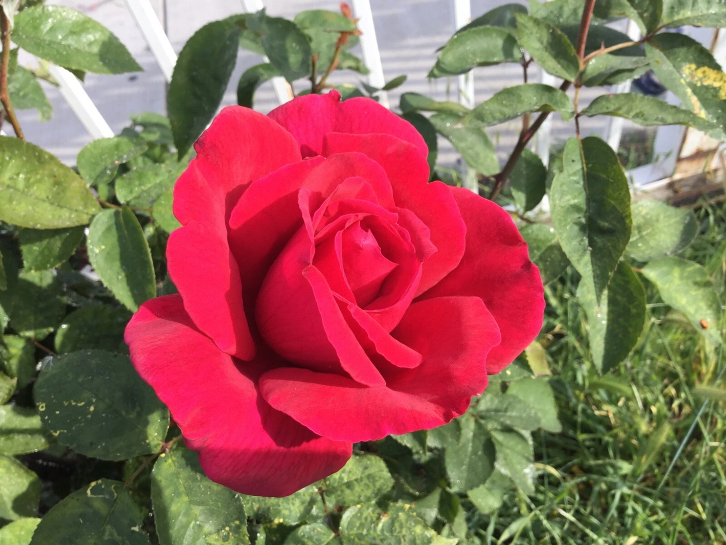 Red Cherry Rose Cuttings – 3 Stem Rose Cuttings for Rooting or Grafting, Live Rose Propagation Stems
