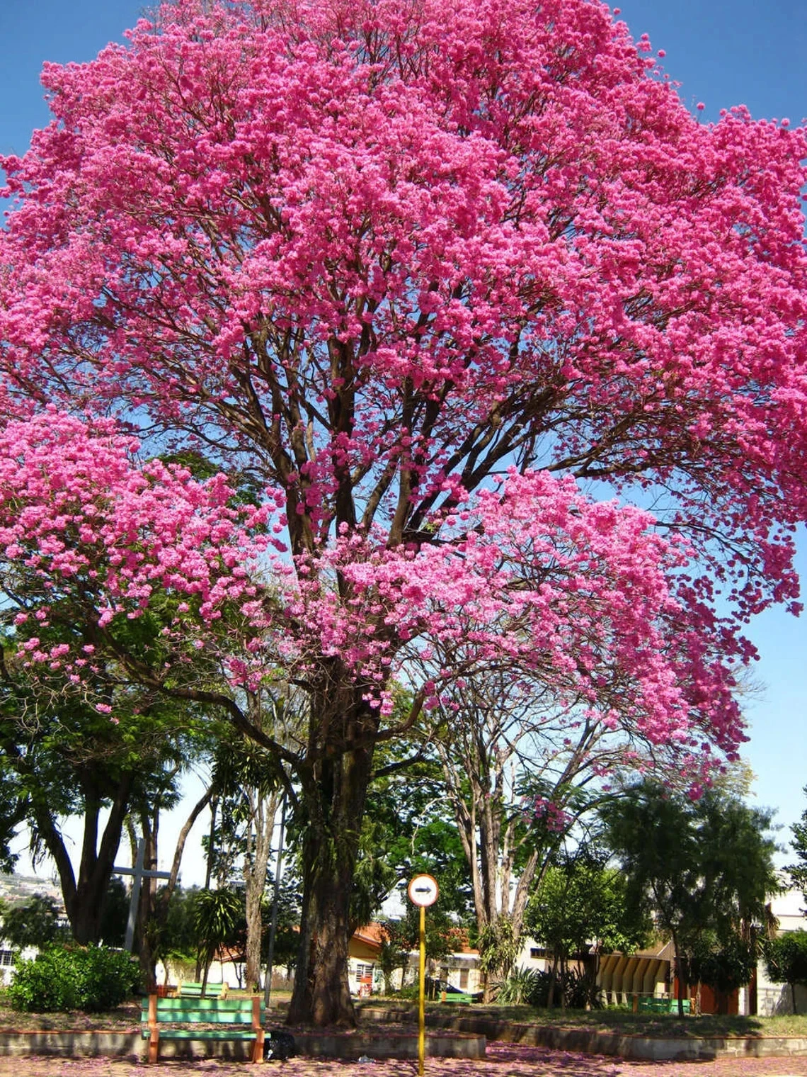 Pink Tabebuia Trumpet Tree Starter Plant – 12–18 Inch Rooted Plant, Tabebuia heterophylla Ornamental Tree