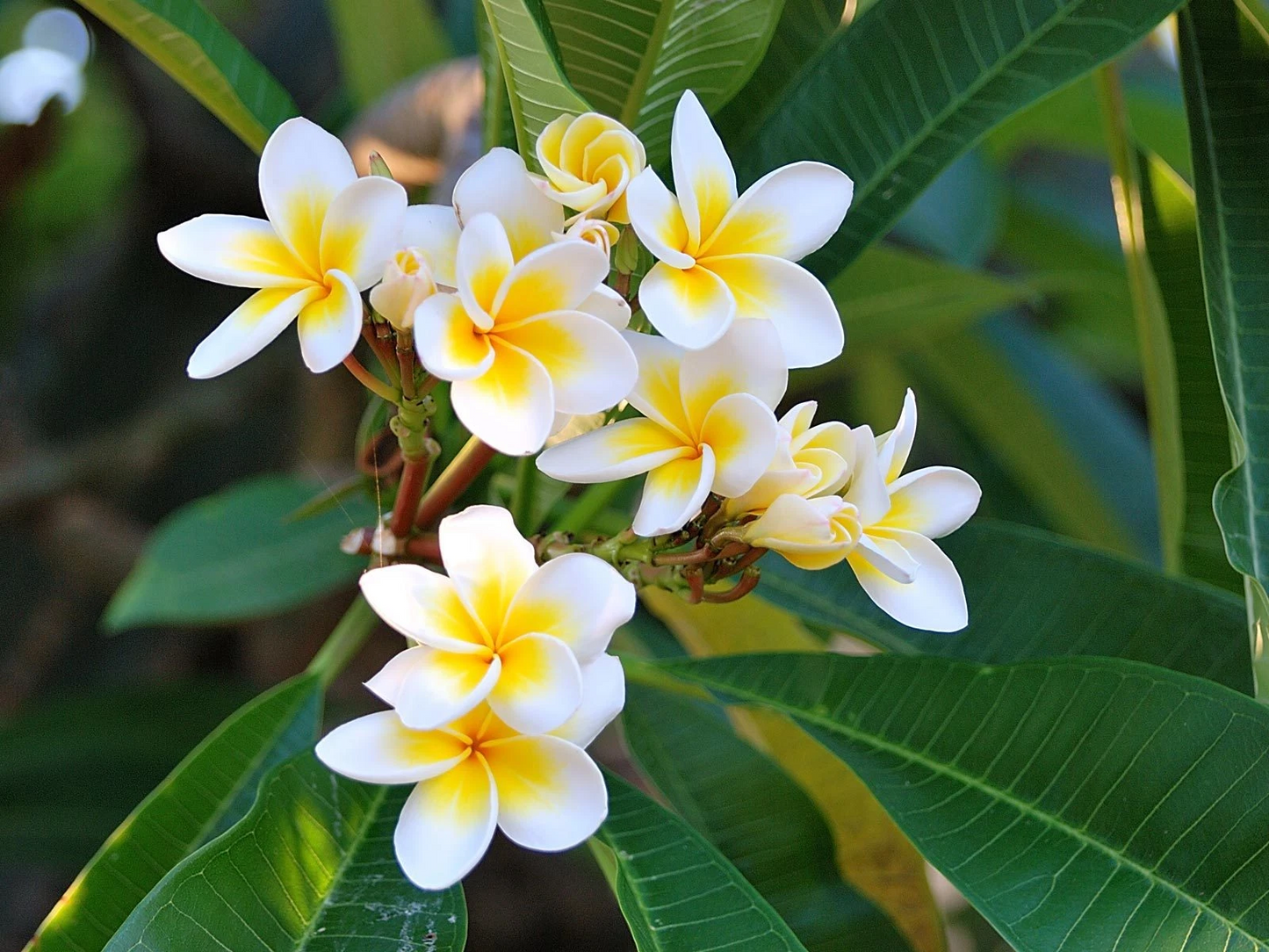 Plumeria Celadine Cutting 17–19 Inch – Multi Tip Unrooted Frangipani Cutting for Propagation