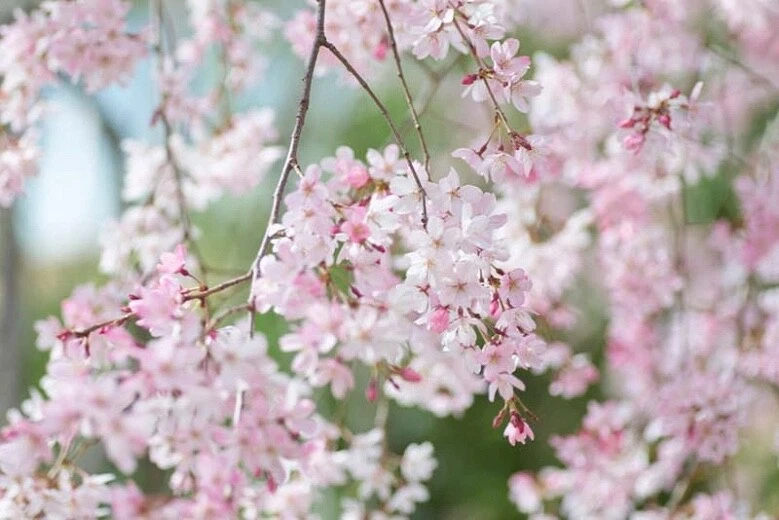 Japanese Flowering Cherry Unrooted Cuttings – 12 Prunus serrulata Cultivar Scions for Rooting Propagation