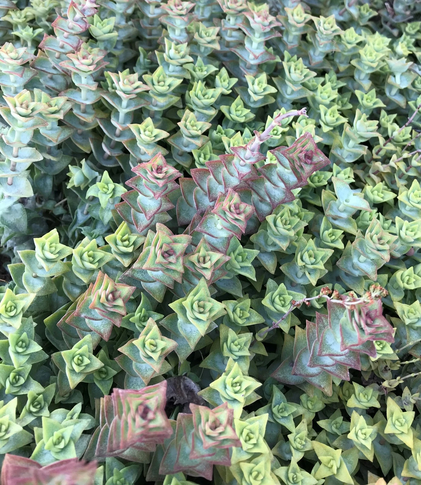 Crassula Perforata Variegata Cuttings – 15 Live String of Buttons Succulent Cuttings for Propagation