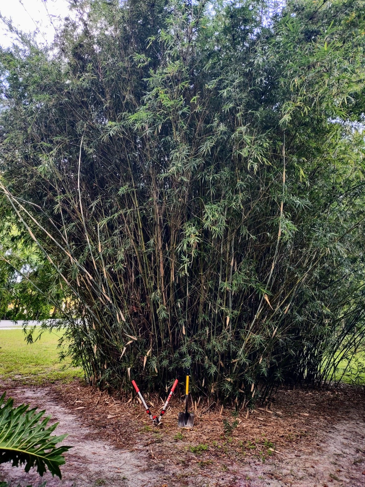 Green Hedge Clumping Bamboo Rooted Starter Plant, Bambusa multiplex Live Plant