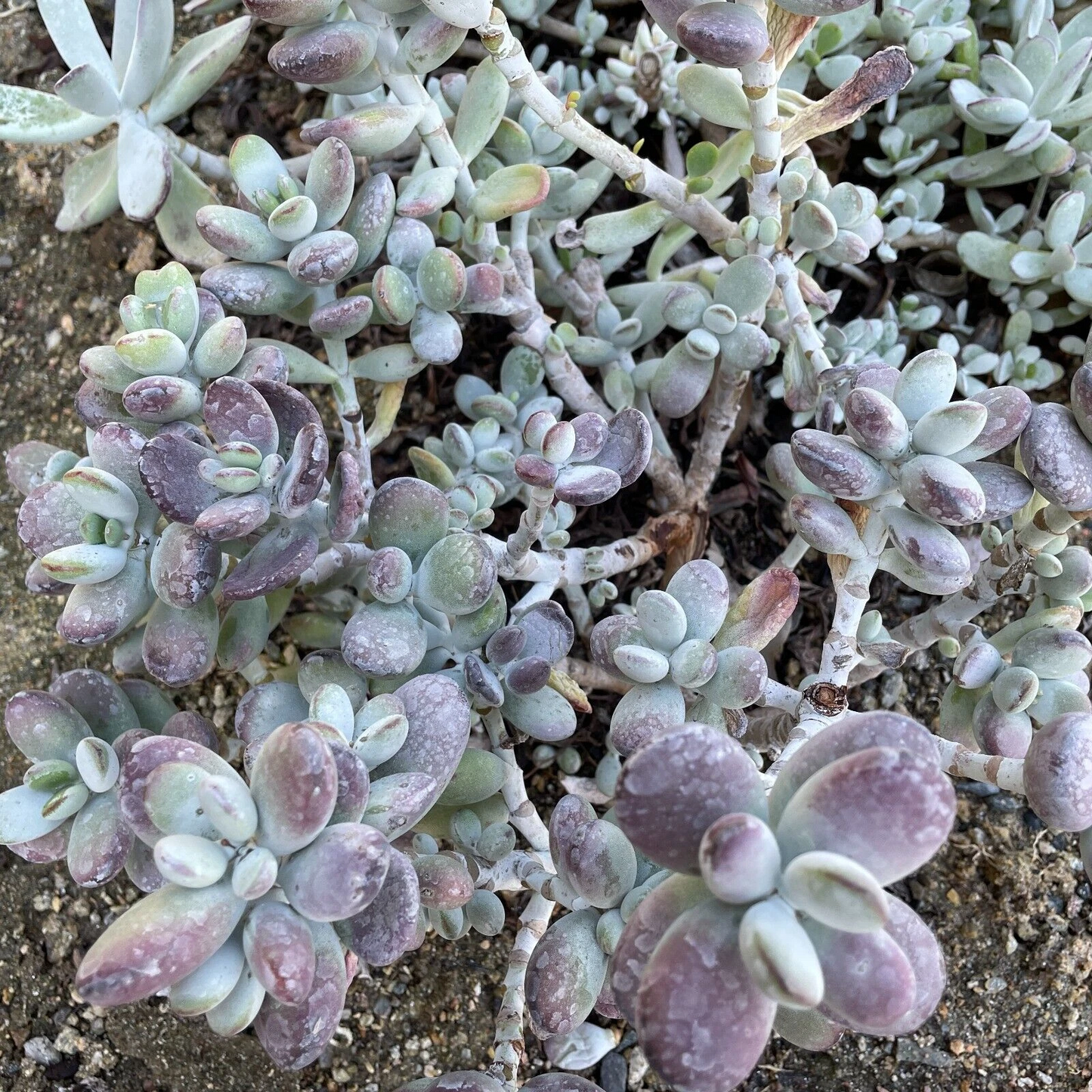 Cotyledon Orbiculata Lady Fingers Succulent Cuttings 4 Inch Purple Leaf Live Plant for Propagation