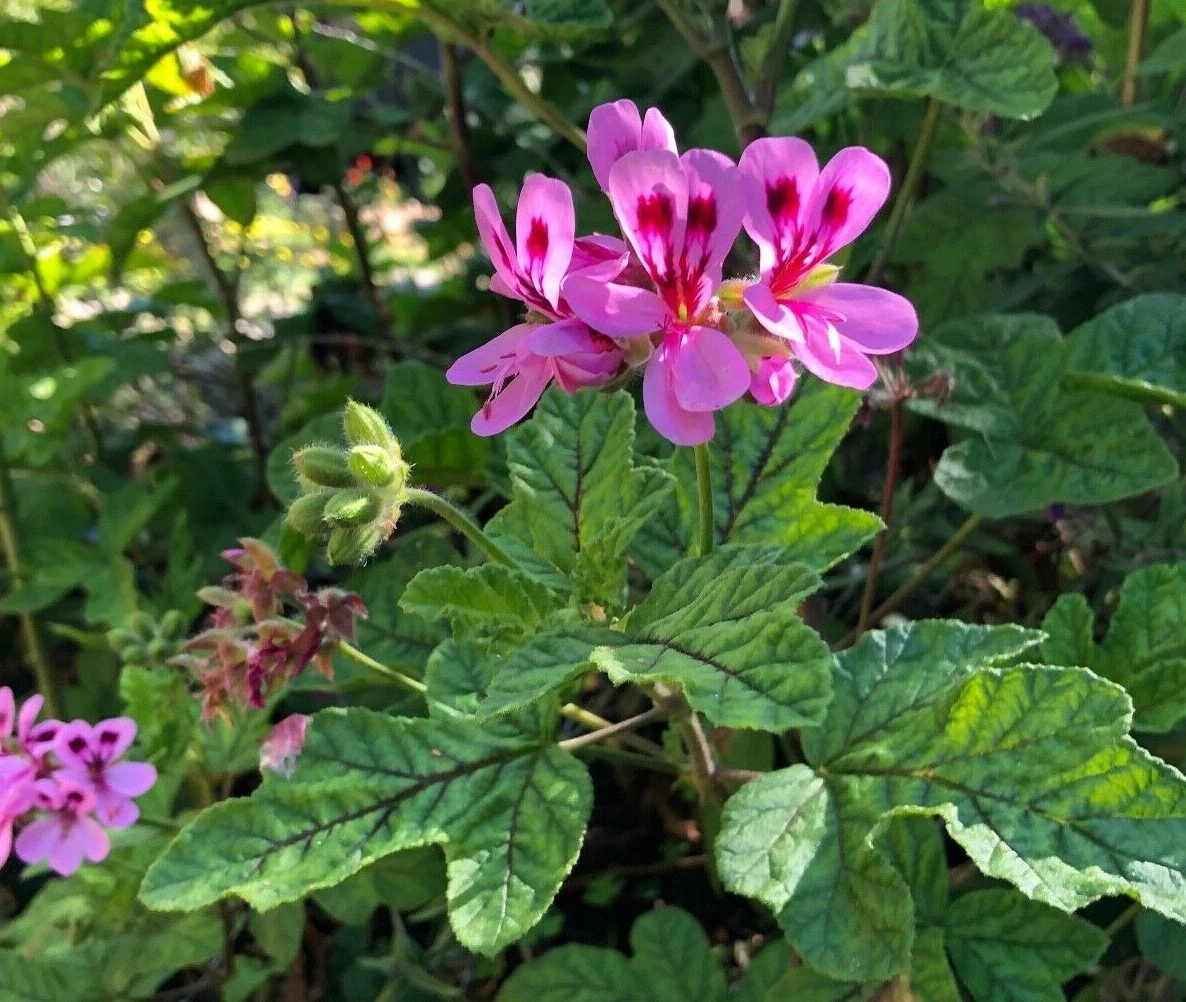 Pink Pepper Scented Pelargonium Cuttings – Lavender Pink Geranium Live Plant Cuttings 4–6 Inches