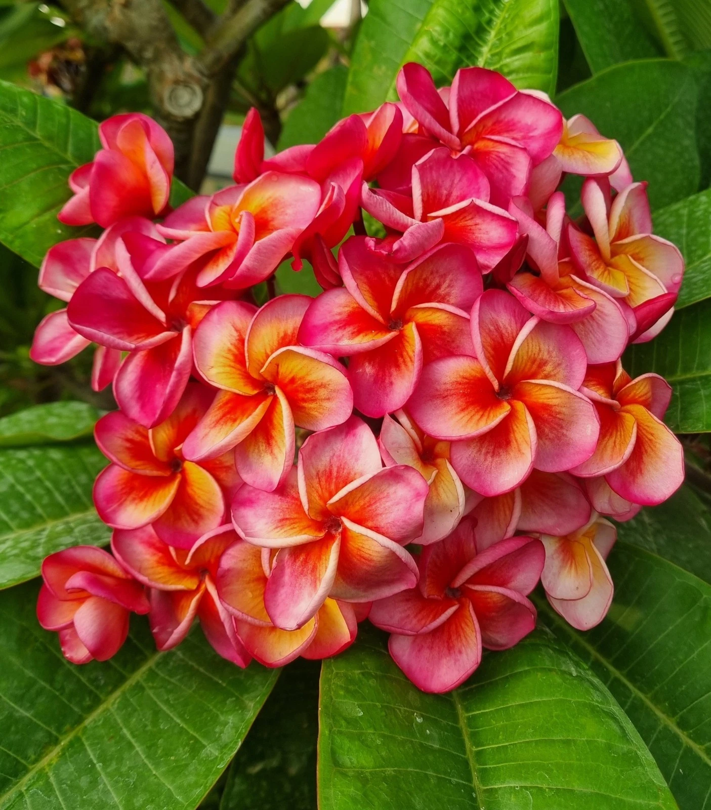 Hurricane Sunrise Plumeria Cutting One Tip Frangipani Live Plant for Propagation