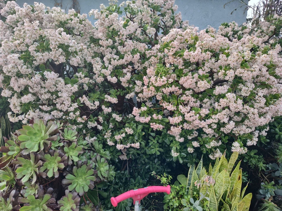 5 Crassula ovata Jade Plant Cuttings 4–6 Inch Live Succulent Branches Unrooted for Propagation