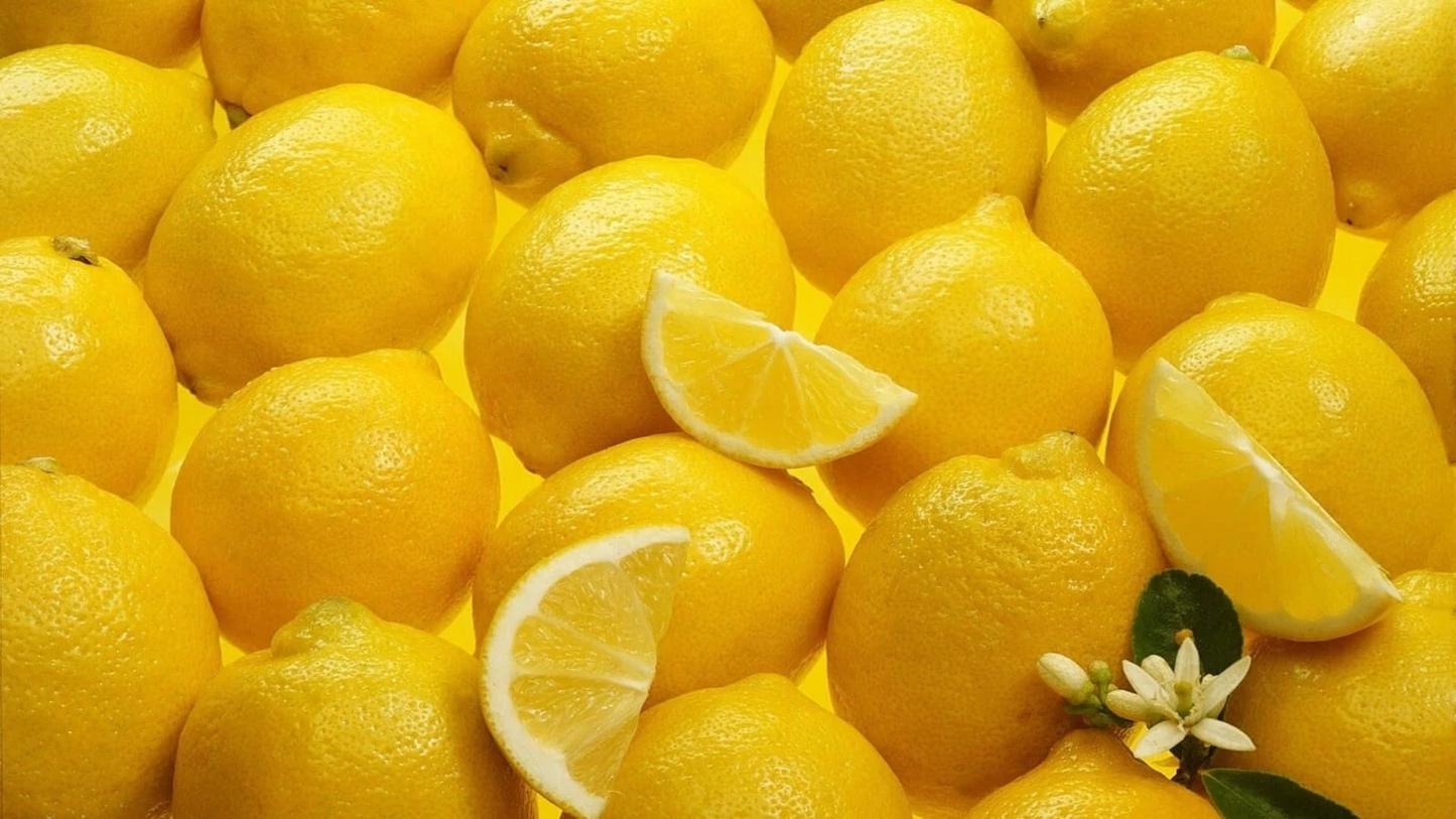 Meyer Lemon Scion Cuttings Citrus Meyeri 4 Cuttings 4–6 Inch For Rooting And Grafting
