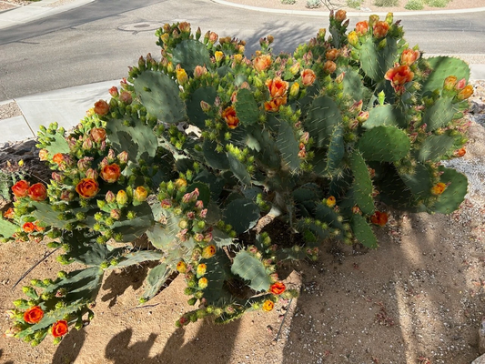 Opuntia Orange Jubilee Prickly Pear Pad Cutting 1 Piece Unrooted Live Cactus Segment