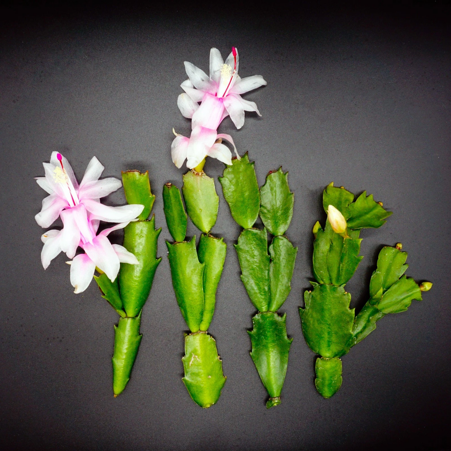 White Thanksgiving Cactus Cuttings – 4 Unrooted Schlumbergera truncata Segments for Indoor Houseplant Propagation
