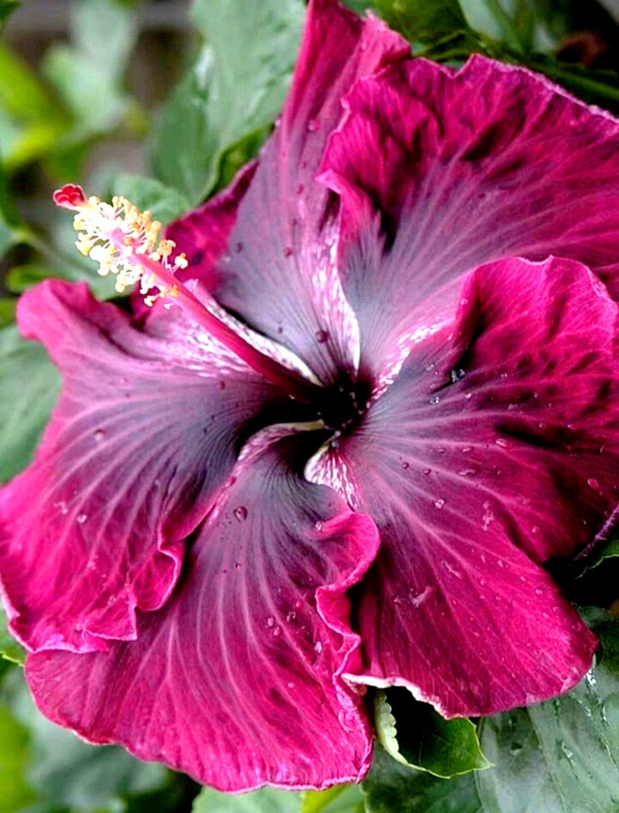 Hibiscus Moscheutos Rose Mallow Starter Cuttings Set of 7 Live Hardy Hibiscus for Propagation