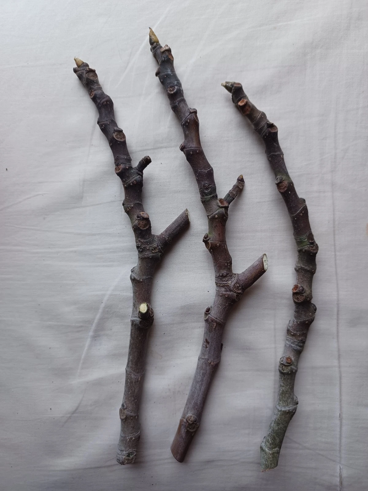Fig Tree Cuttings – 3 Live Unrooted Fig Plant Cuttings with Sweet Red Fruit Variety for Propagation