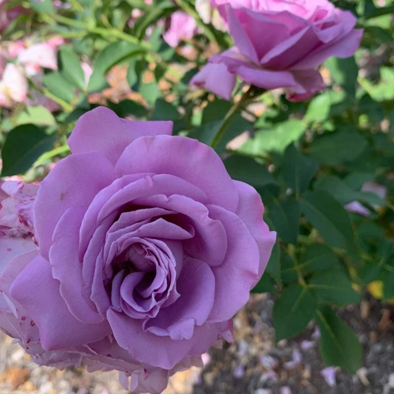 Love Song Rose – 4 Fresh Unrooted Cuttings, 5–8 Inch Stem Pieces for Propagation