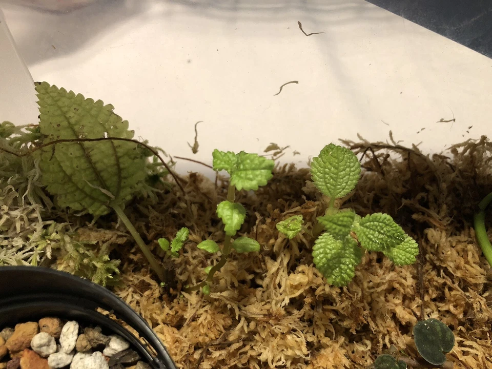 Moon Valley Pilea Mollis Cutting Plantlet – Textured Green Foliage for Terrarium or Indoor Growing