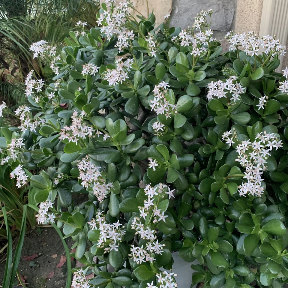 Crassula Ovata Red Jade Succulent Plant Cuttings Flowering Variety 2 Pieces