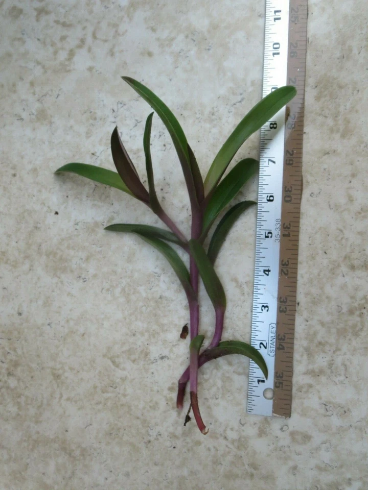 Tradescantia Setcreasea Purple Heart Cuttings Set of 3 Unrooted Live Trailing Houseplant
