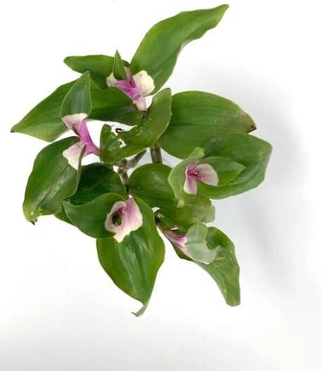 Wandering Jew Cuttings Tradescantia Andersoniana Blushing Maiden 3 Unrooted Cuttings