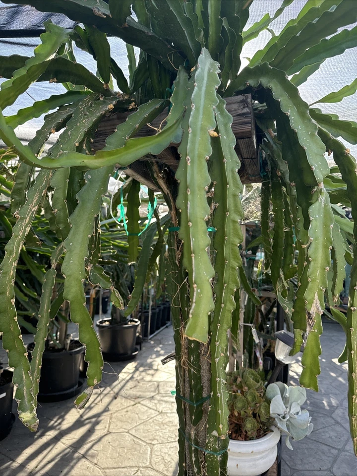 Dragon Fruit Cuttings for Planting – 5 Live Stems 8–12 Inches, Tropical Climbing Cactus