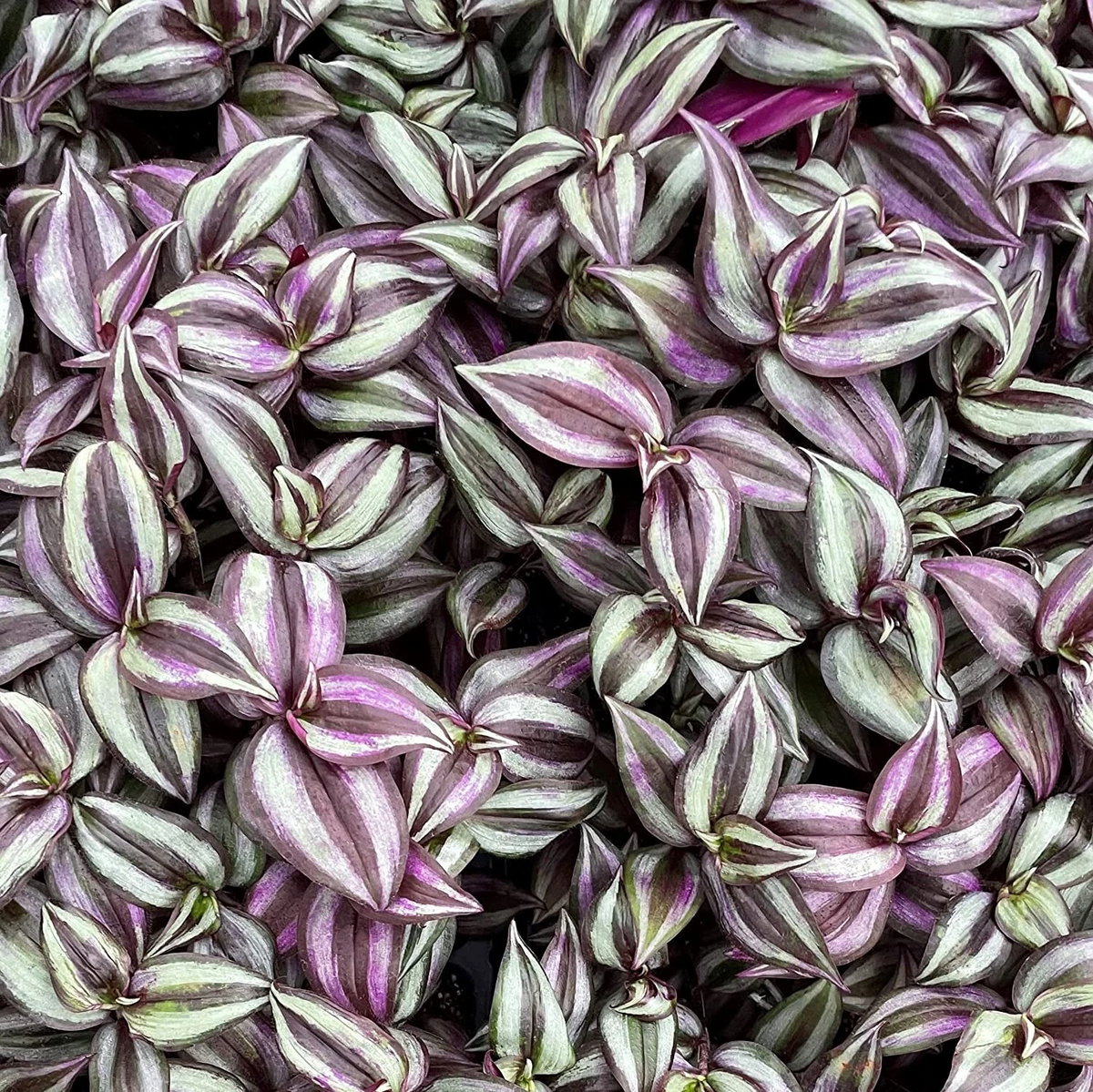 Tradescantia Zebrina Purple Plant Cuttings Set of 5 Live Wandering Jew Starters