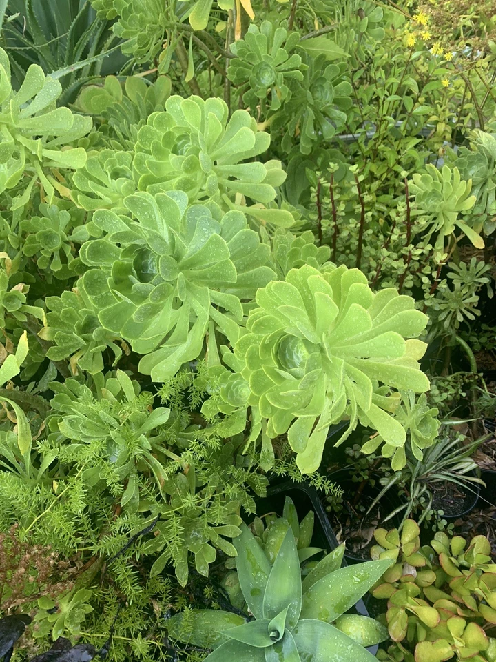 Green Tree Aeonium Cuttings – Live Aeonium arboreum Succulent Cuttings for Propagation
