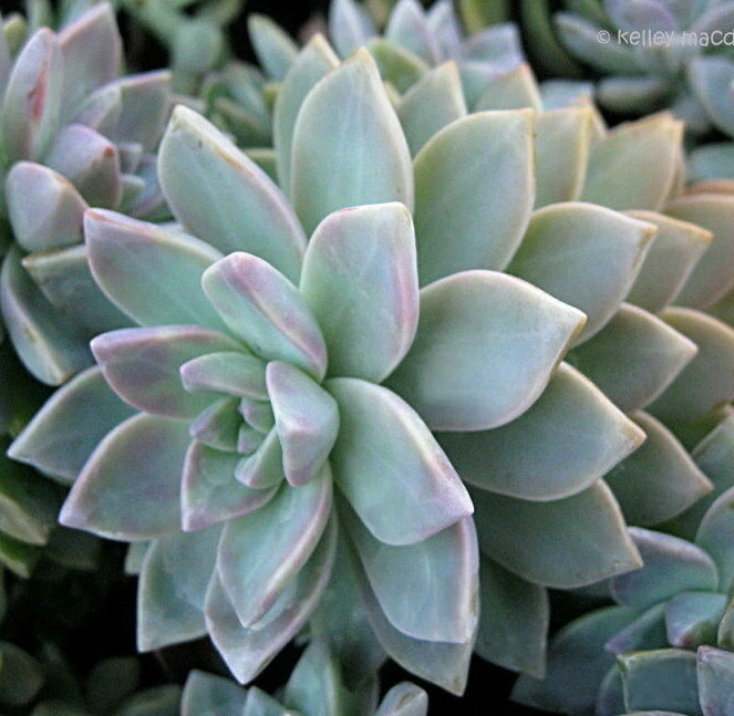 Graptopetalum Succulent Cuttings – 10 Unrooted 2 Inch Stems for Planting and Propagation