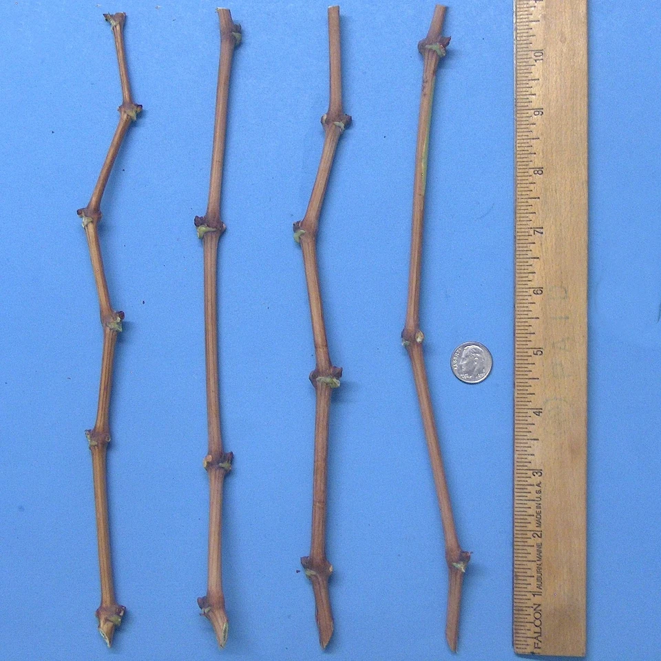 Globe Seedless Grape Vine Cuttings – 10 Thin Vitis vinifera Cuttings for Propagation