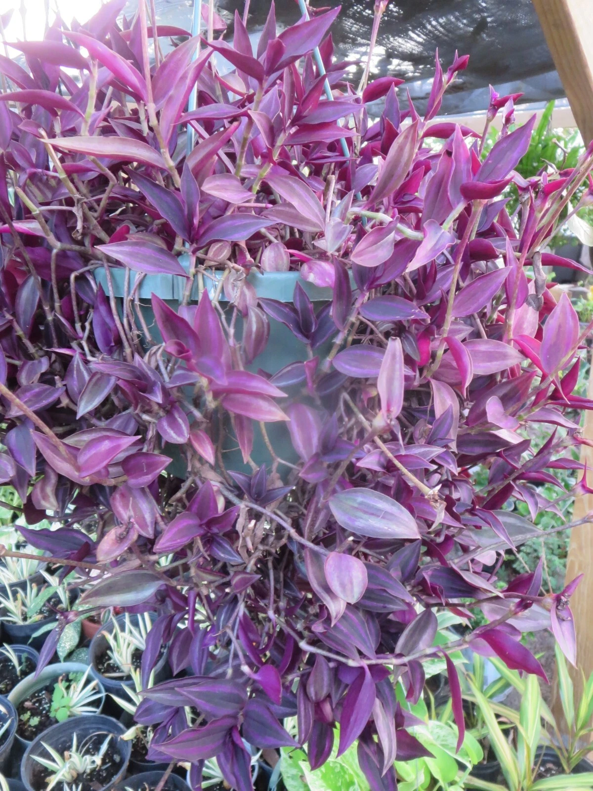 Tradescantia Zebrina Dark Burgundy Cuttings – 20 Live Unrooted Wandering Jew Houseplant Cuttings