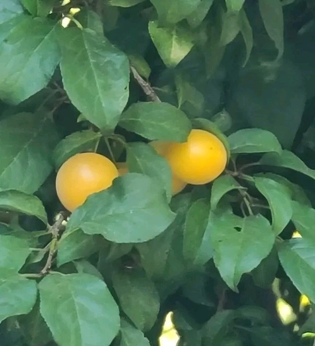 Marianna Yellow Plum Tree Cuttings – 3 Live Unrooted Prunus Cerasifera Cuttings for Propagation