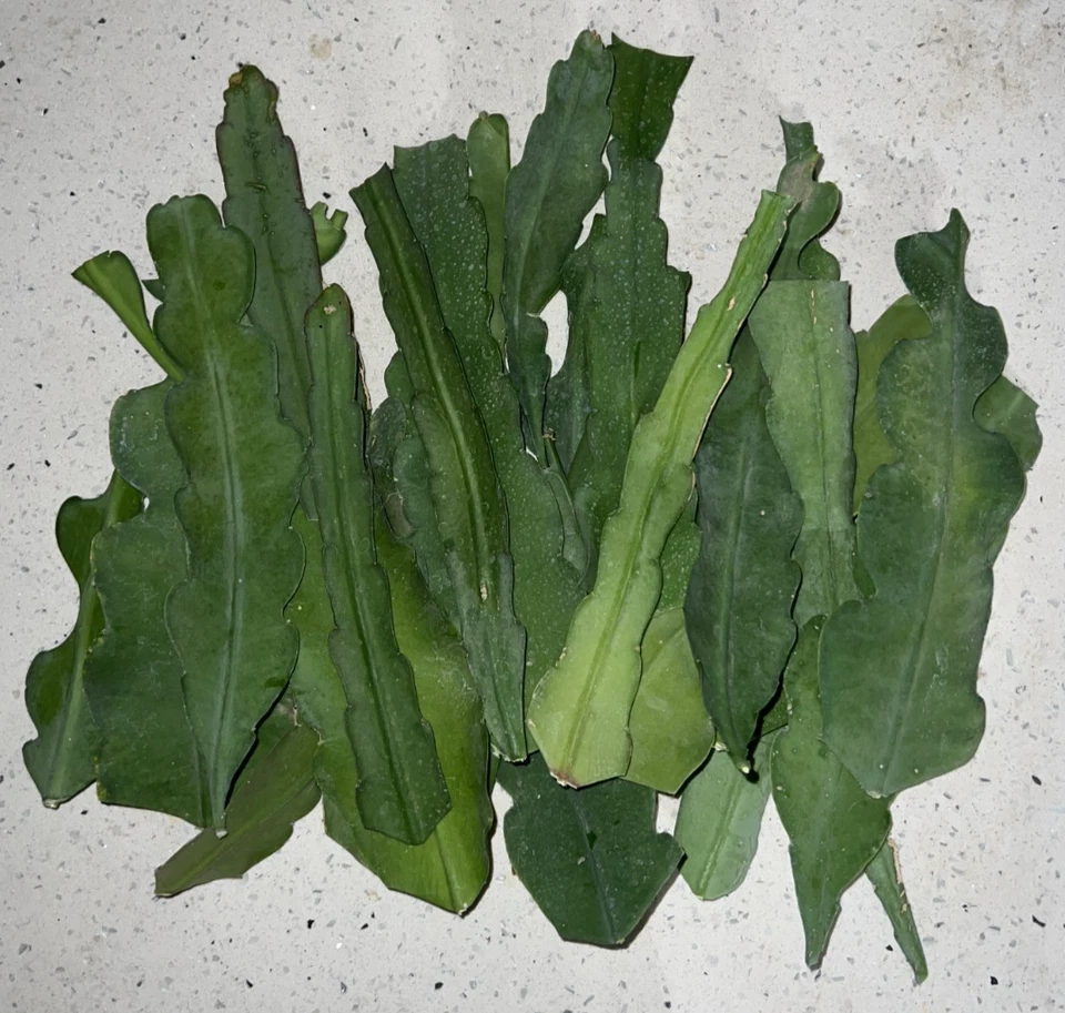 Epiphyllum Orange Swirl Orchid Cactus Cuttings 5 Fresh Unrooted Cuttings 5 Inch