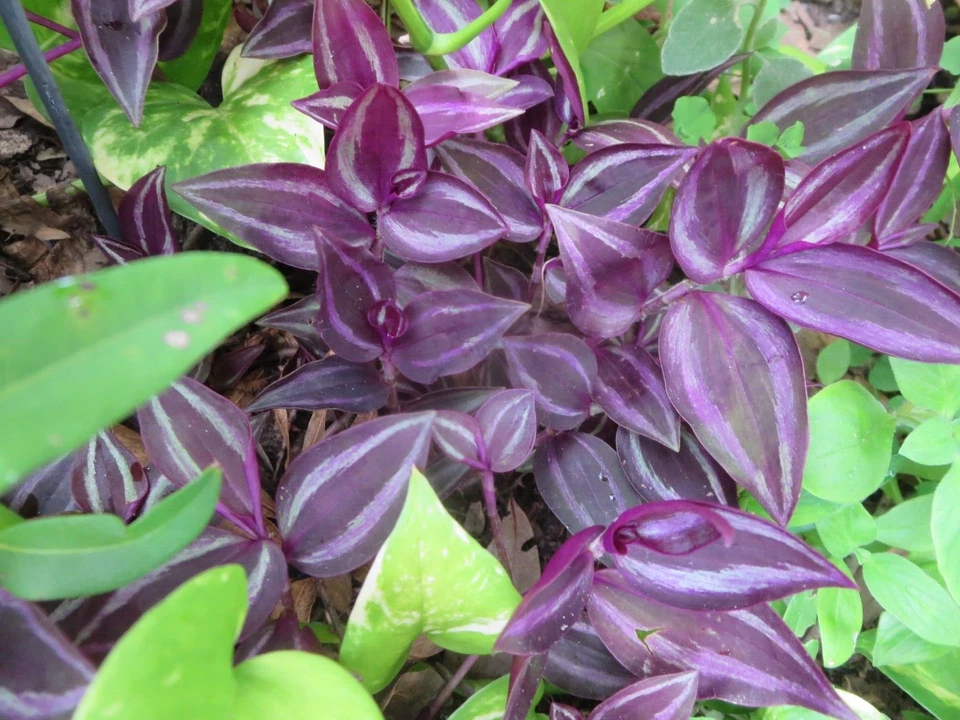 Wandering Jew Tradescantia Zebrina Burgundy 10 Unrooted Cuttings Live Houseplant