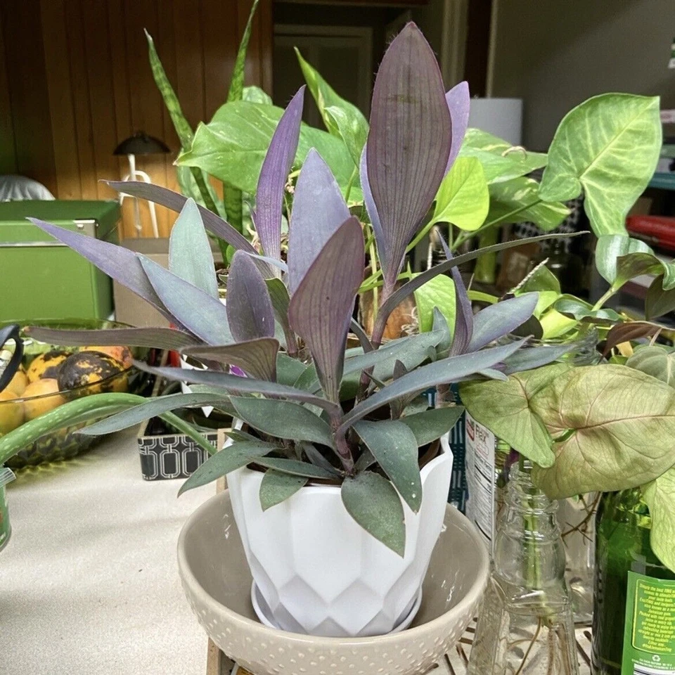 Tradescantia Purple Heart Cuttings – 3 Live Unrooted Purple Queen Plant Cuttings for Propagation