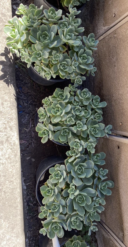 Aeonium Haworthii Pinwheel Succulent Cuttings, 10 Unrooted Rosette Cuttings