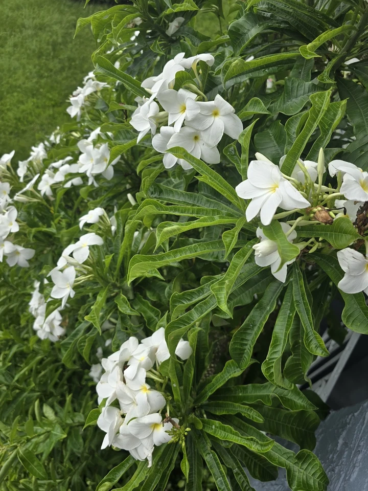White Plumeria Cuttings – 4 Live Frangipani Cuttings 8–12 Inches for Rooting and Planting