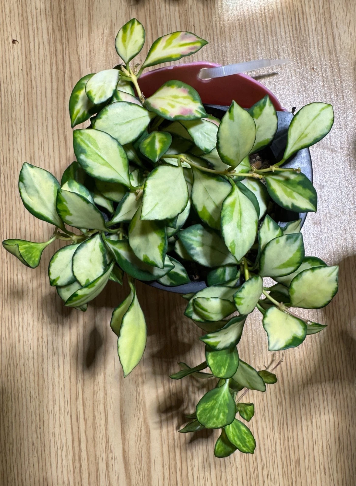 Hoya Heuschkeliana Inner Variegated Cutting – Live Unrooted Hoya 2 Node Cutting for Indoor Propagation