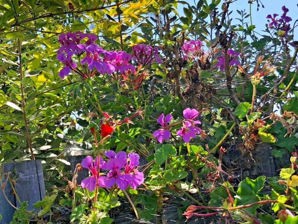 Purple Ivy Geranium Live Plant Cutting 6 Inch Pelargonium Peltatum Trailing Variety
