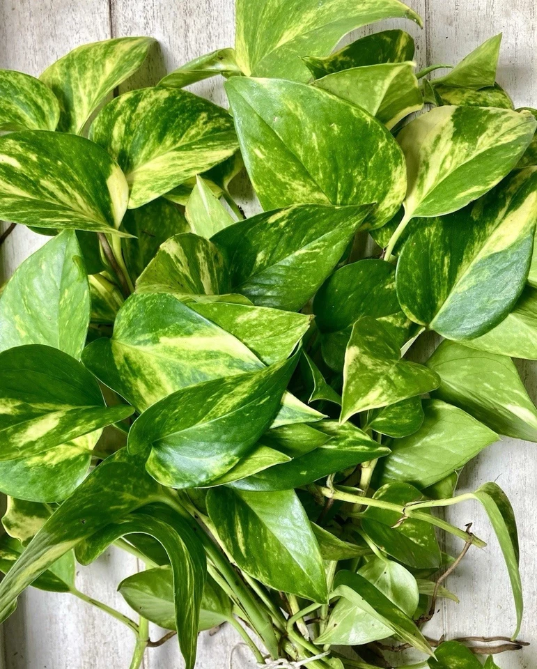 Rooted Pothos Cuttings – 10 Live Indoor Plant Cuttings, Epipremnum Aureum Houseplant for Propagation