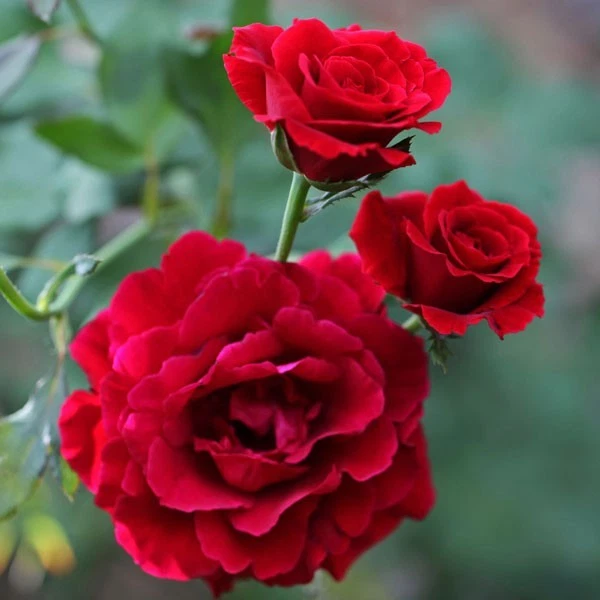 Don Juan Climbing Rose Live Plant 1.5 Gallon Potted, Red Flowering Rose Vine