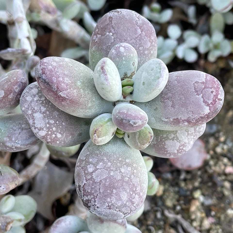Cotyledon Orbiculata Lady Fingers Cuttings – 4 Inch Succulent Cuttings with Purple Tinged Leaves