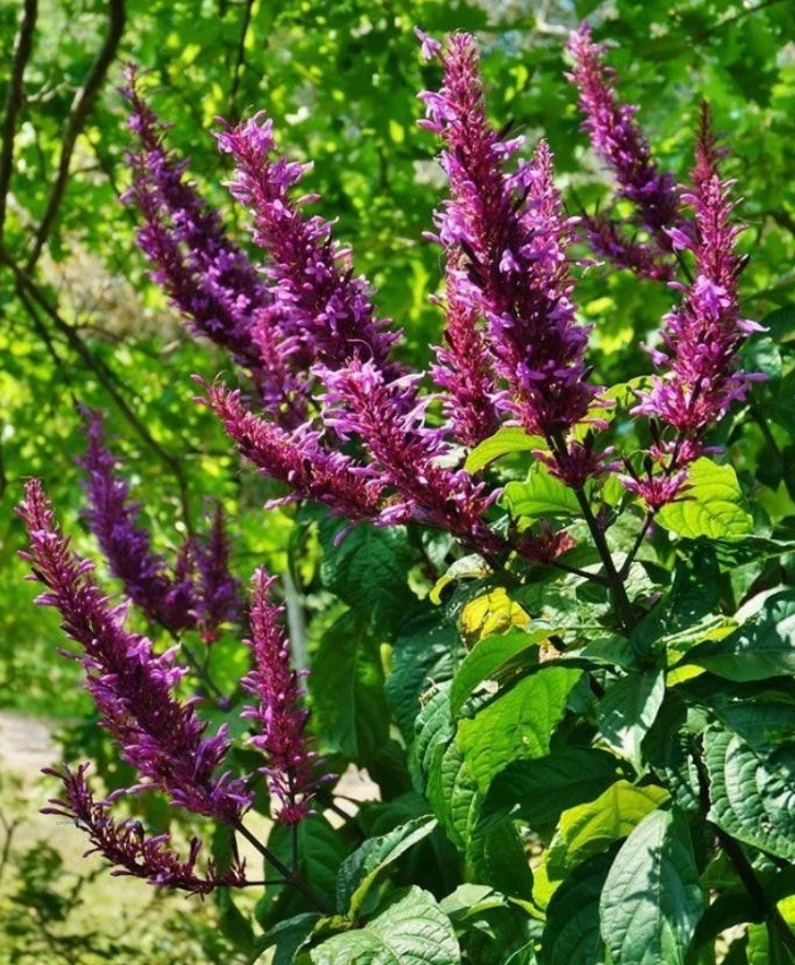 Purple And Red Firespike Cuttings Odontonema Strictum 6 Unrooted Cuttings