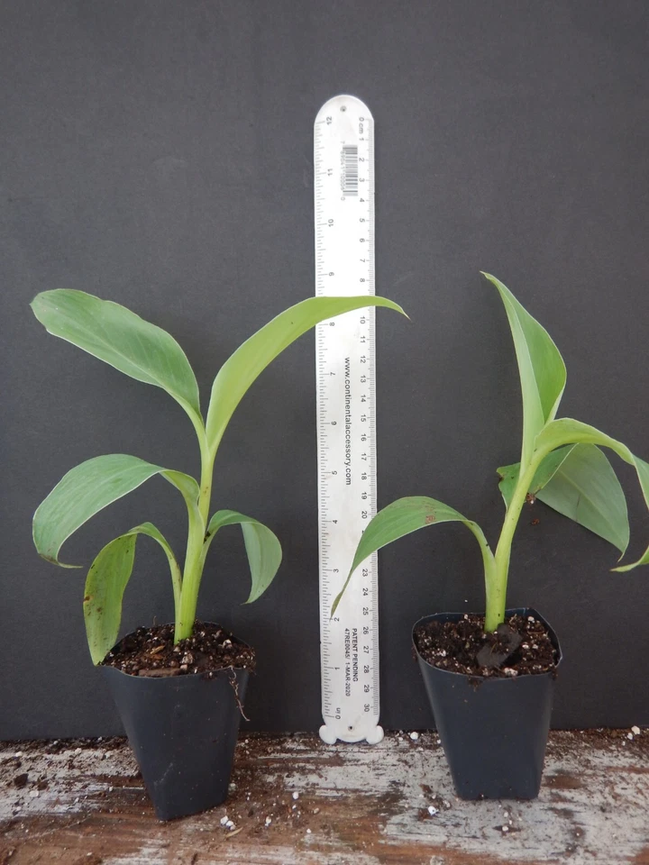 Pisang Ceylon Musa Banana Tree Small Rooted Starter Plant Live Tropical Fruit Plant for Garden or Container