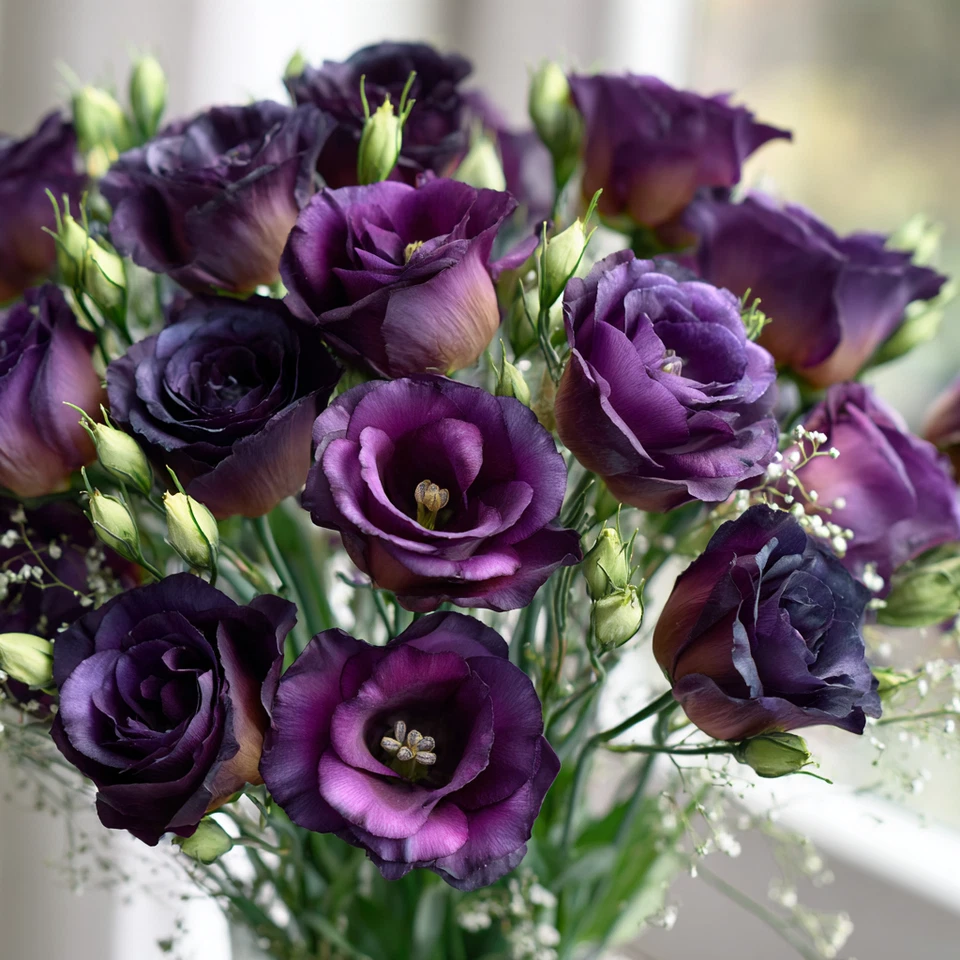 Rosanne Black Pearl F1 Lisianthus Seeds 25 Count, Dark Purple Eustoma Flower Seeds for Garden Growing