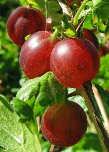 Dormant Captivator Gooseberry Live Rooted Plant - Self-Pollinating Shrub for Zones 3-8 - Ideal for Eating, Cooking, and Juices