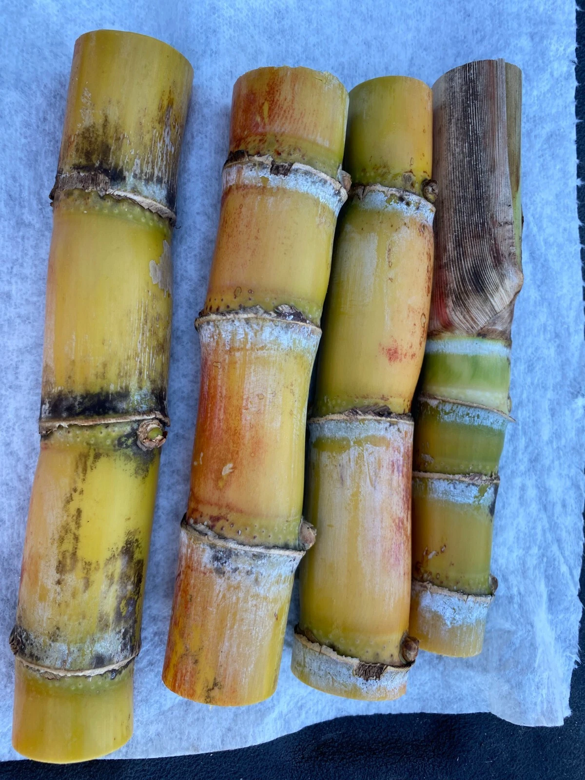 Heirloom Sugarcane Cuttings – Fresh Cane Sections with 4+ Buds for Planting